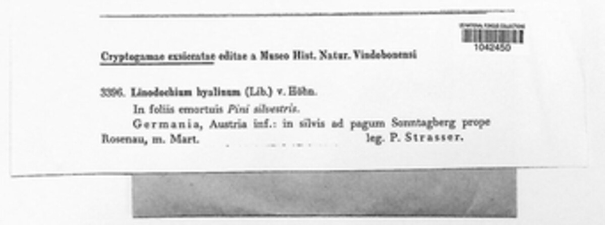 Linodochium hyalinum image